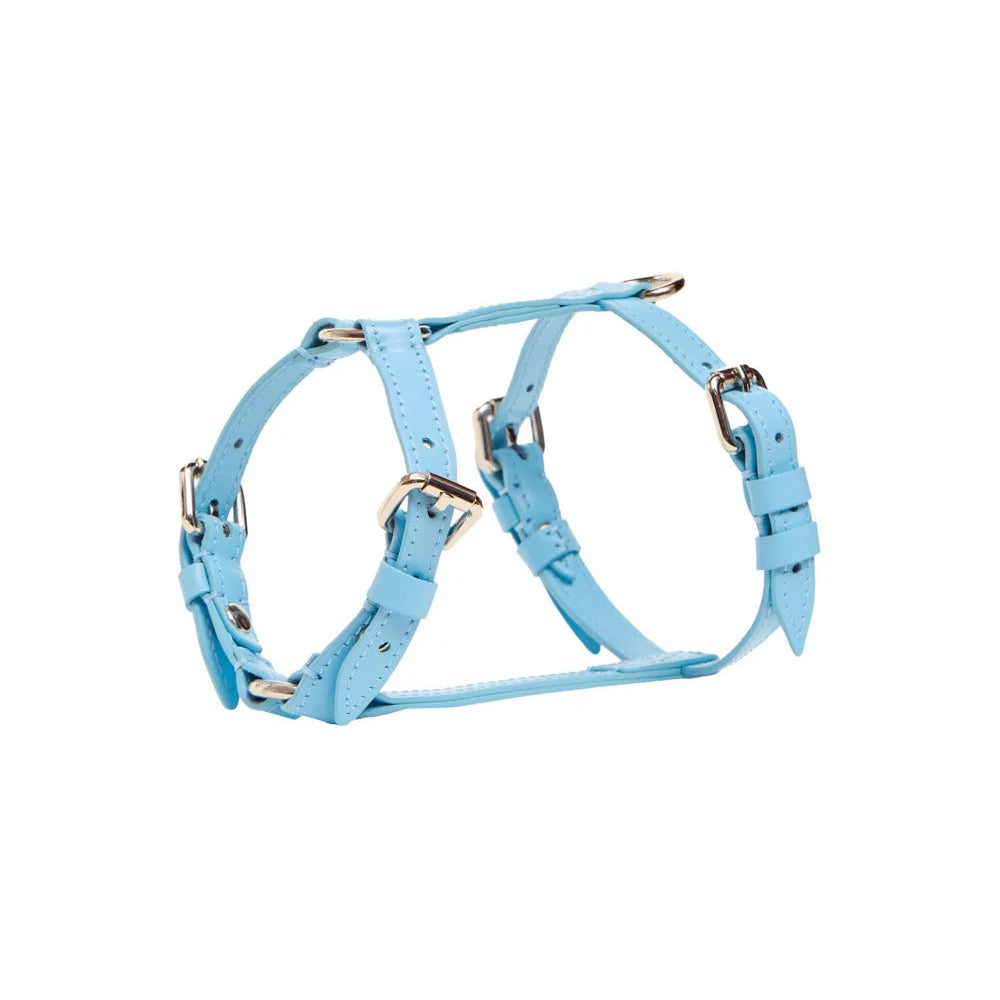 Maltipoo World Harness Hug, Blue