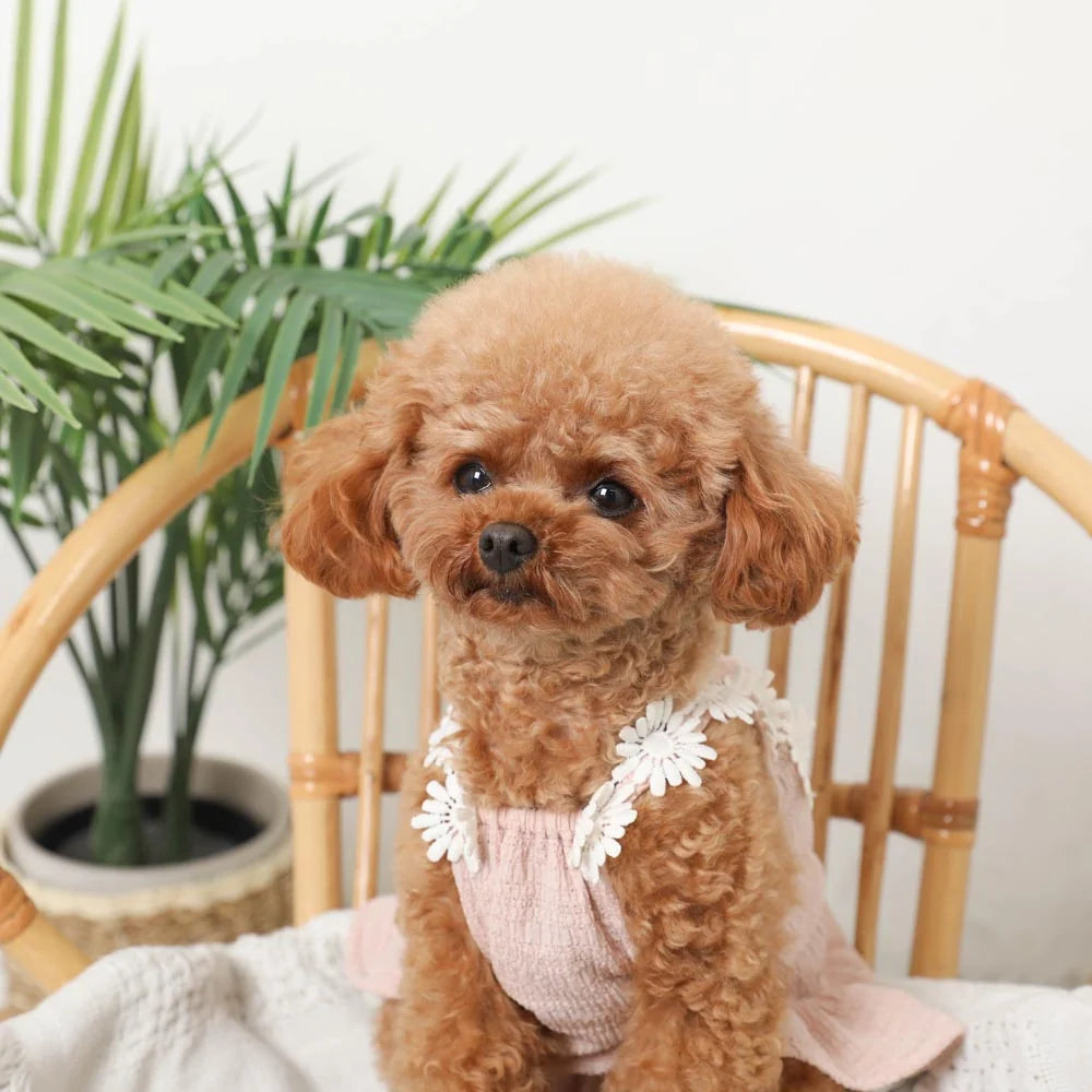 Moncheri Cooling Floral Lace Shoulder Dress, Pink