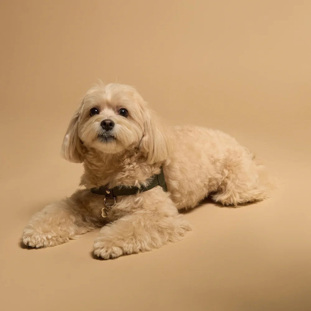 Maltipoo World Classic Leather Harness, Old Money Collection