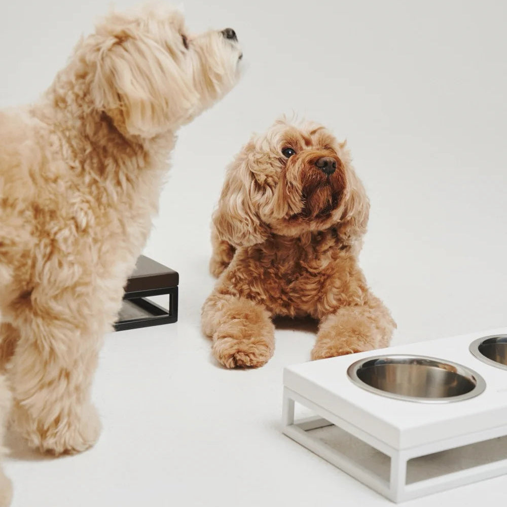 Maltipoo World Food and Water Bowls on a Stand, White Wood