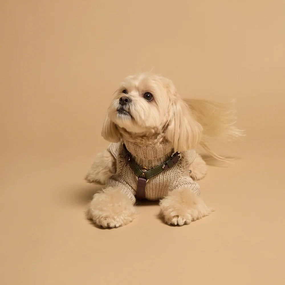 Maltipoo World Harness Hug, Old Money Collection