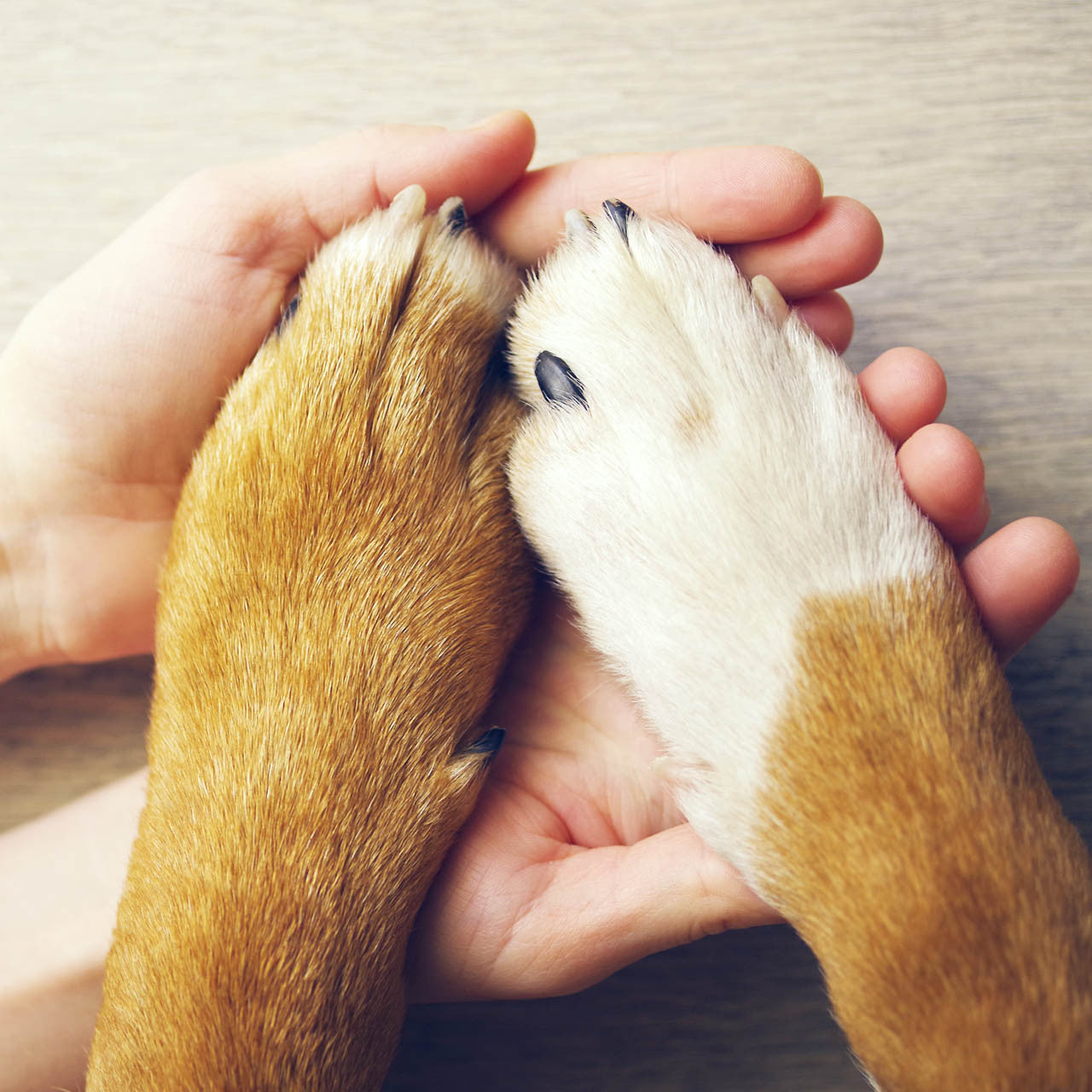 Eye Envy On the Paw Therapy Balm, 30 ml