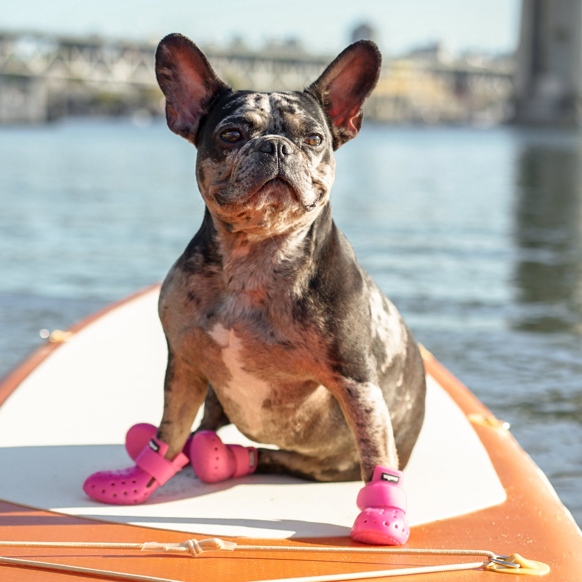 Wagwear WagWellies® Mojave, Hot Pink – City Dog