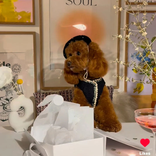 Pearl and Prince Black Pet Beret with Pearls