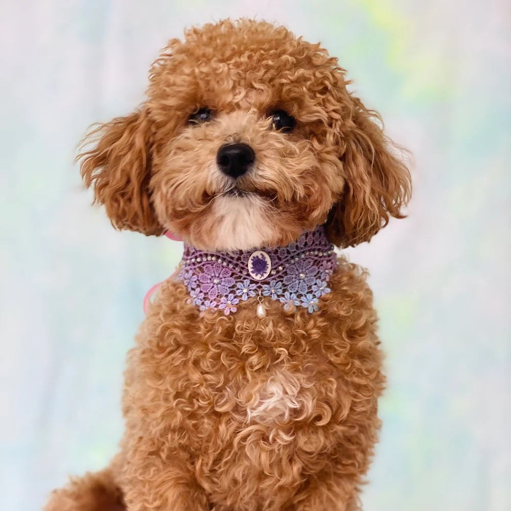 Pearl and Prince Cameo Lace Pet Choker