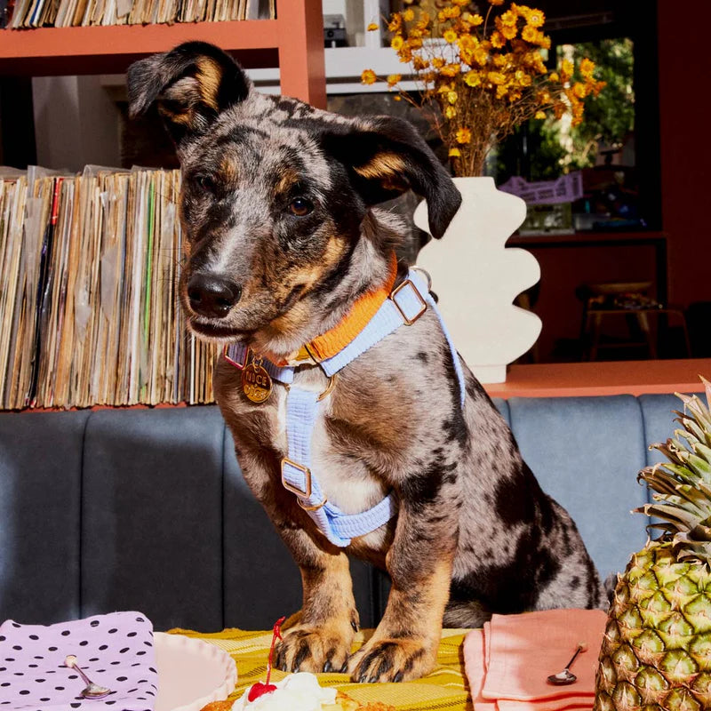 Nice Digs Cord Dog Collar, Tangerine