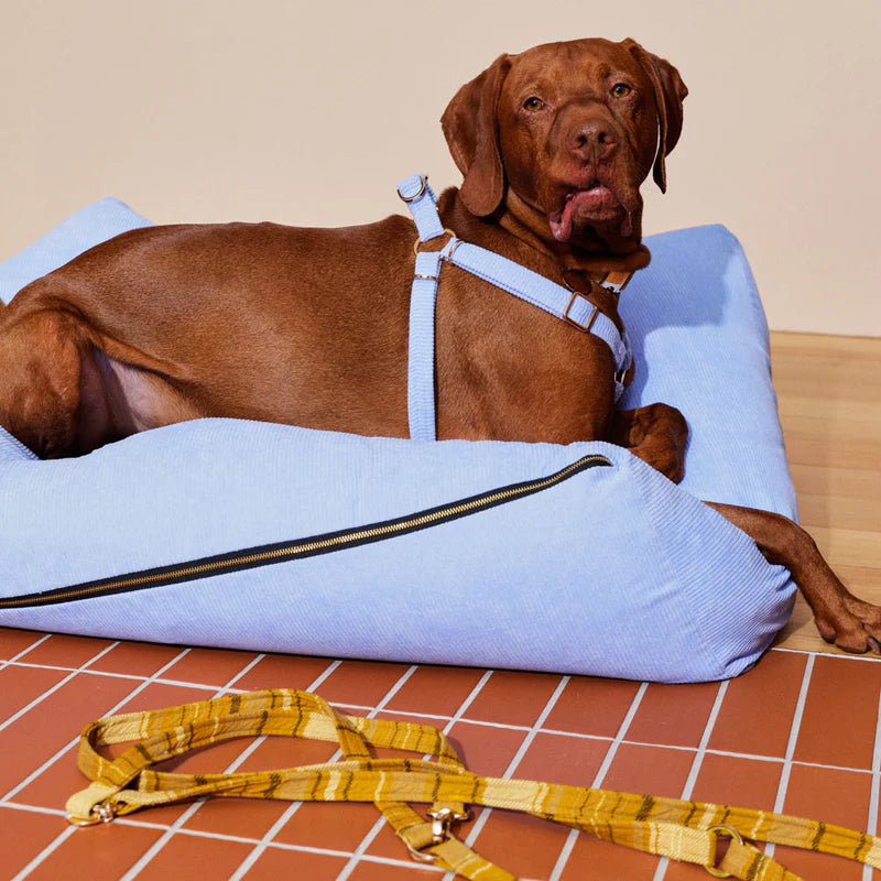 Nice Digs Cord Non-pull Dog Harness, Forget Me Not