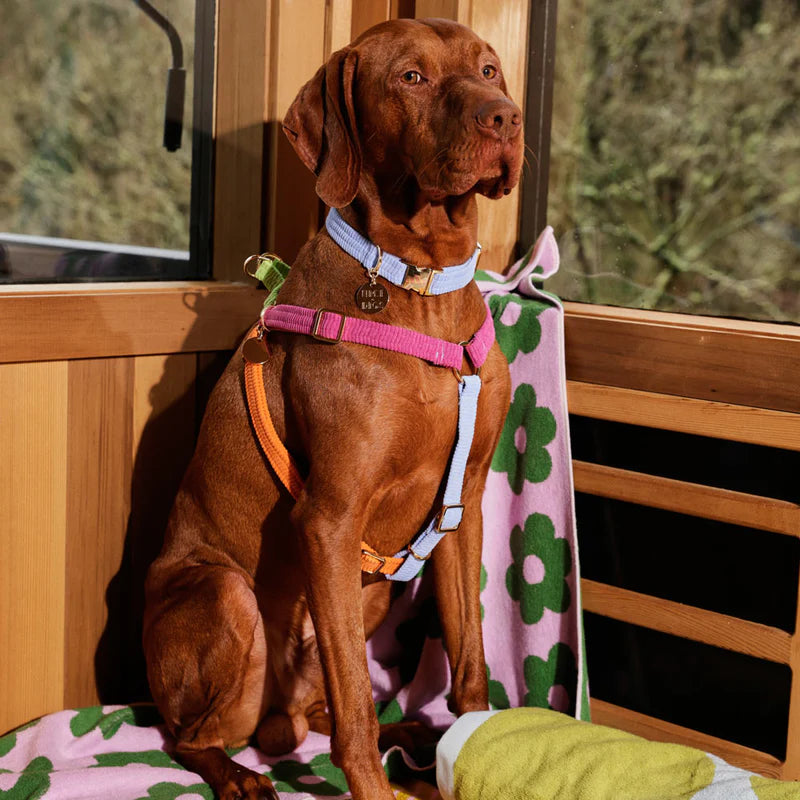 Nice Digs Cord Non-pull Dog Harness, Fruit Salad