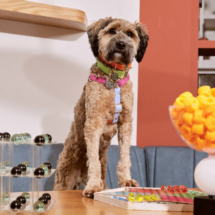 Nice Digs Cord Non-pull Dog Harness, Fruit Salad