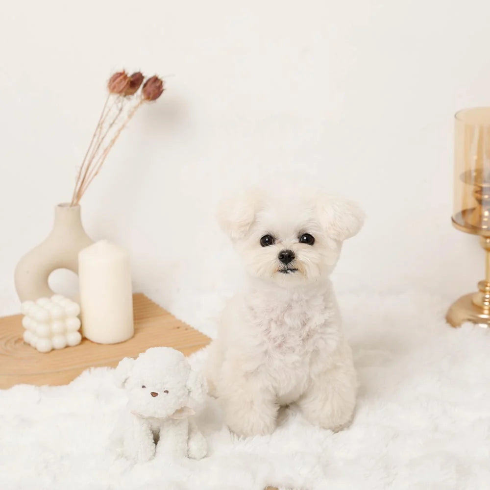 Moncheri Plush Dog Toy, Ivory
