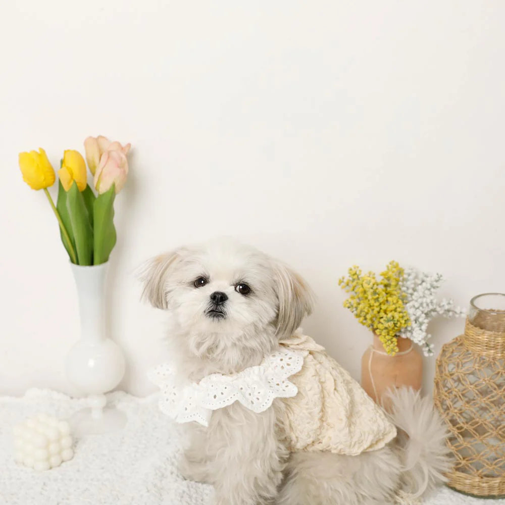 Moncheri Cool Ruffled Ribbon Top, Ivory