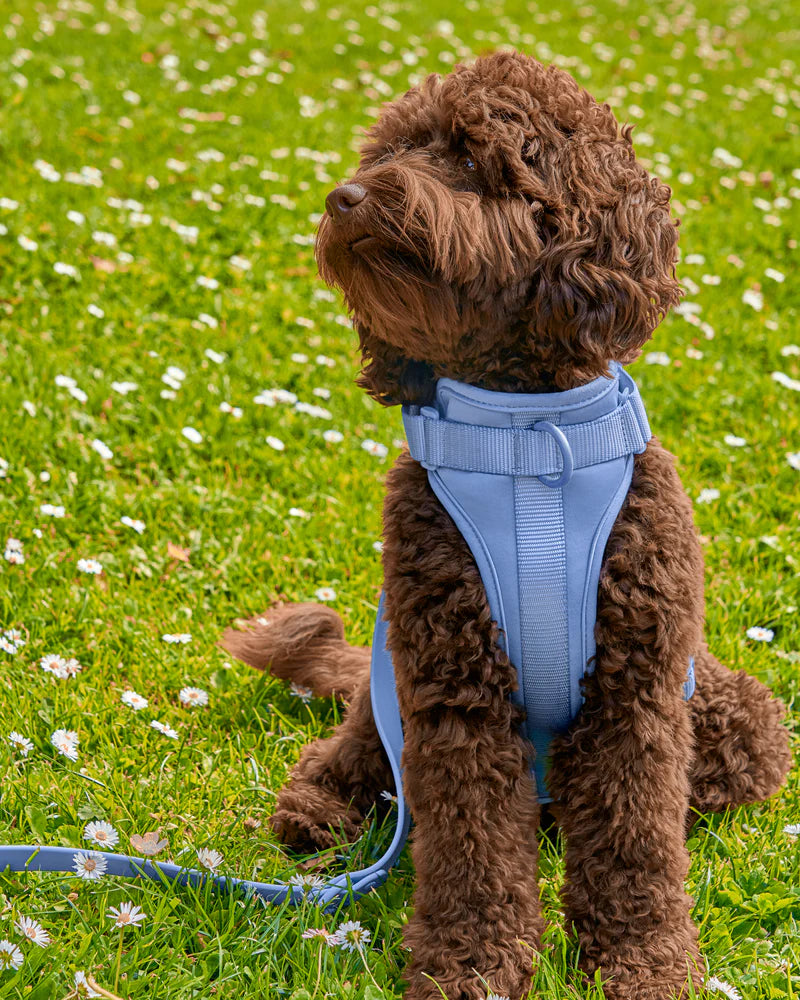 Wild One Harness, Moonstone