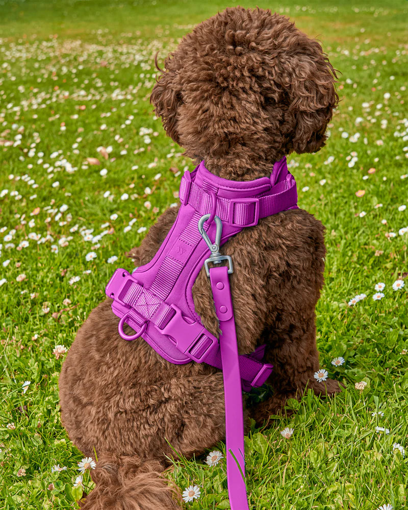 Wild One Harness, Orchid