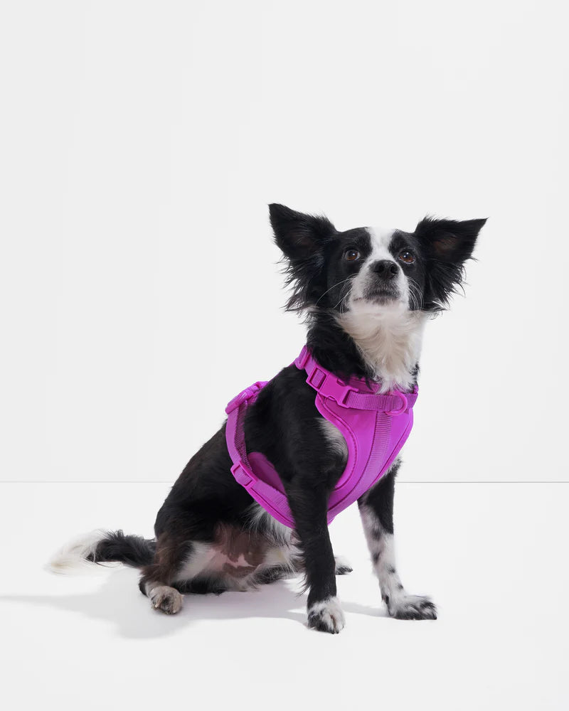 Wild One Harness, Orchid