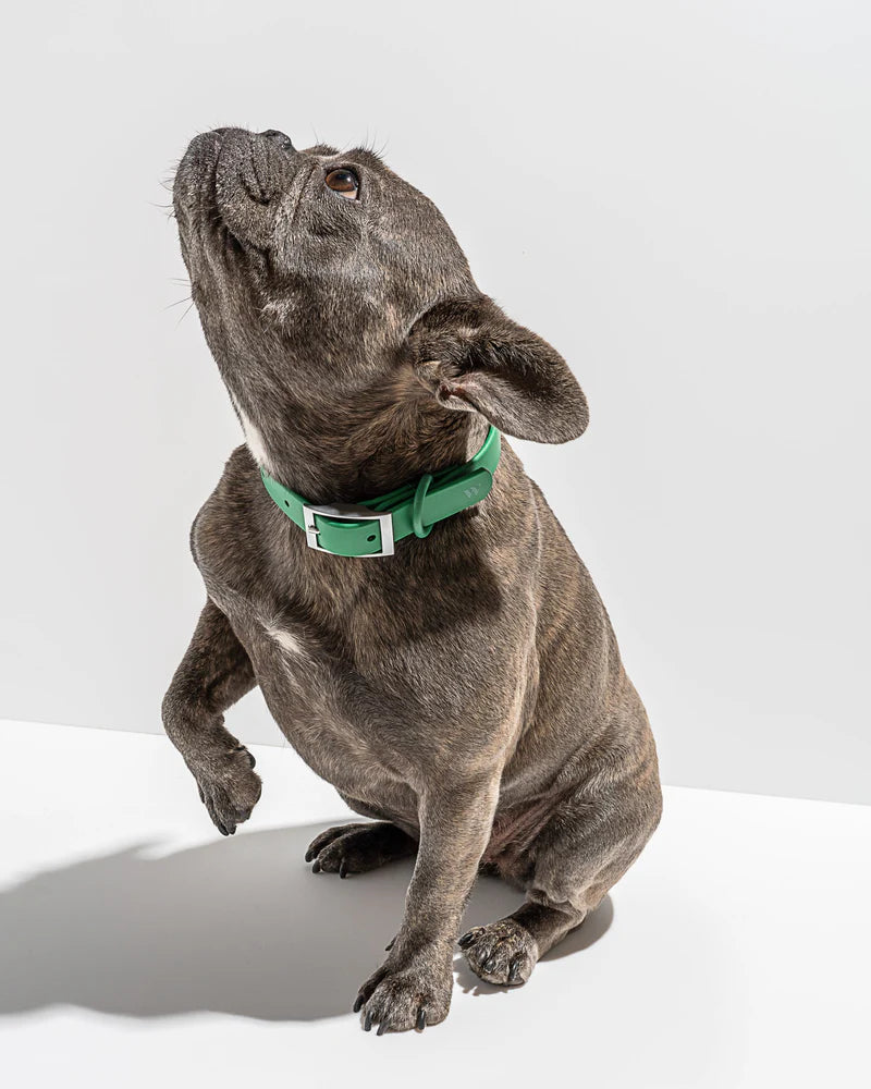 Wild One Collar, Spruce