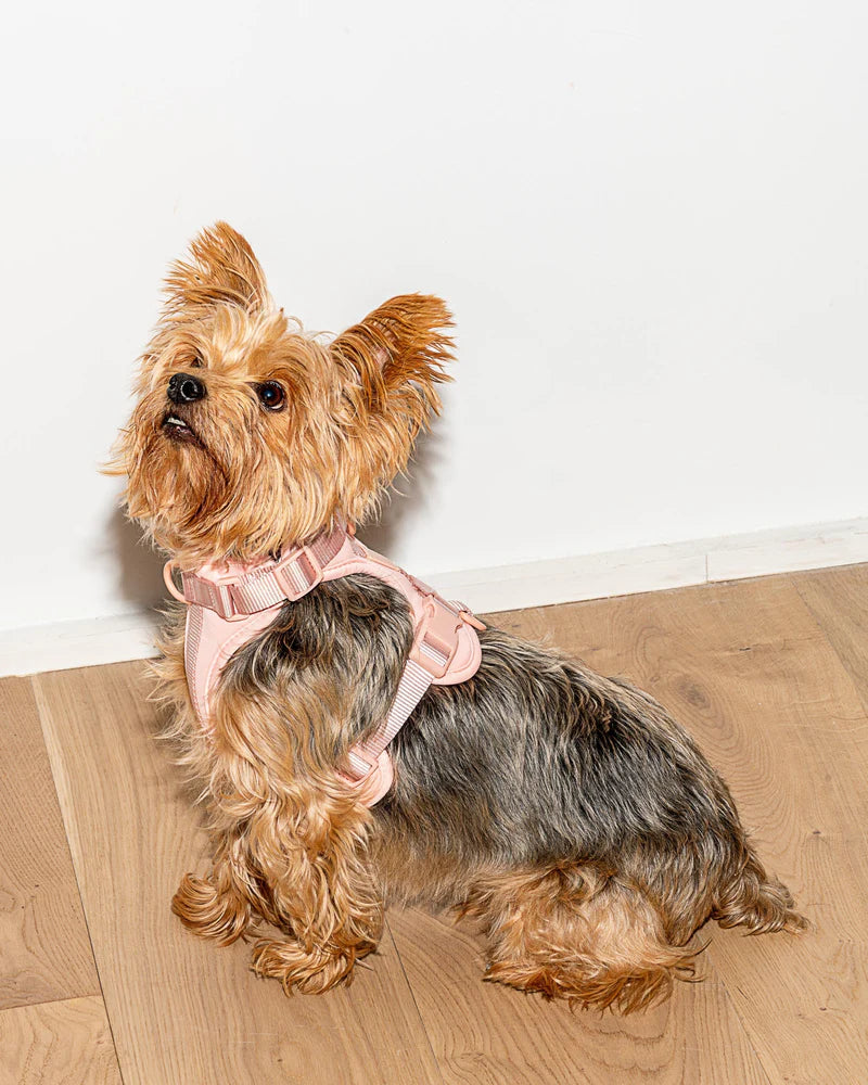 Wild One Harness, Blush