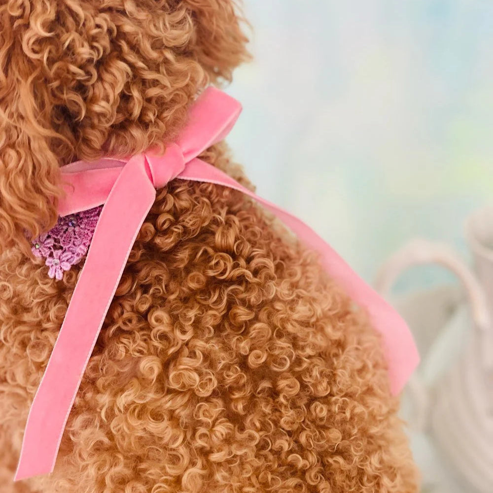 Pearl and Prince Cameo Lace Pet Choker