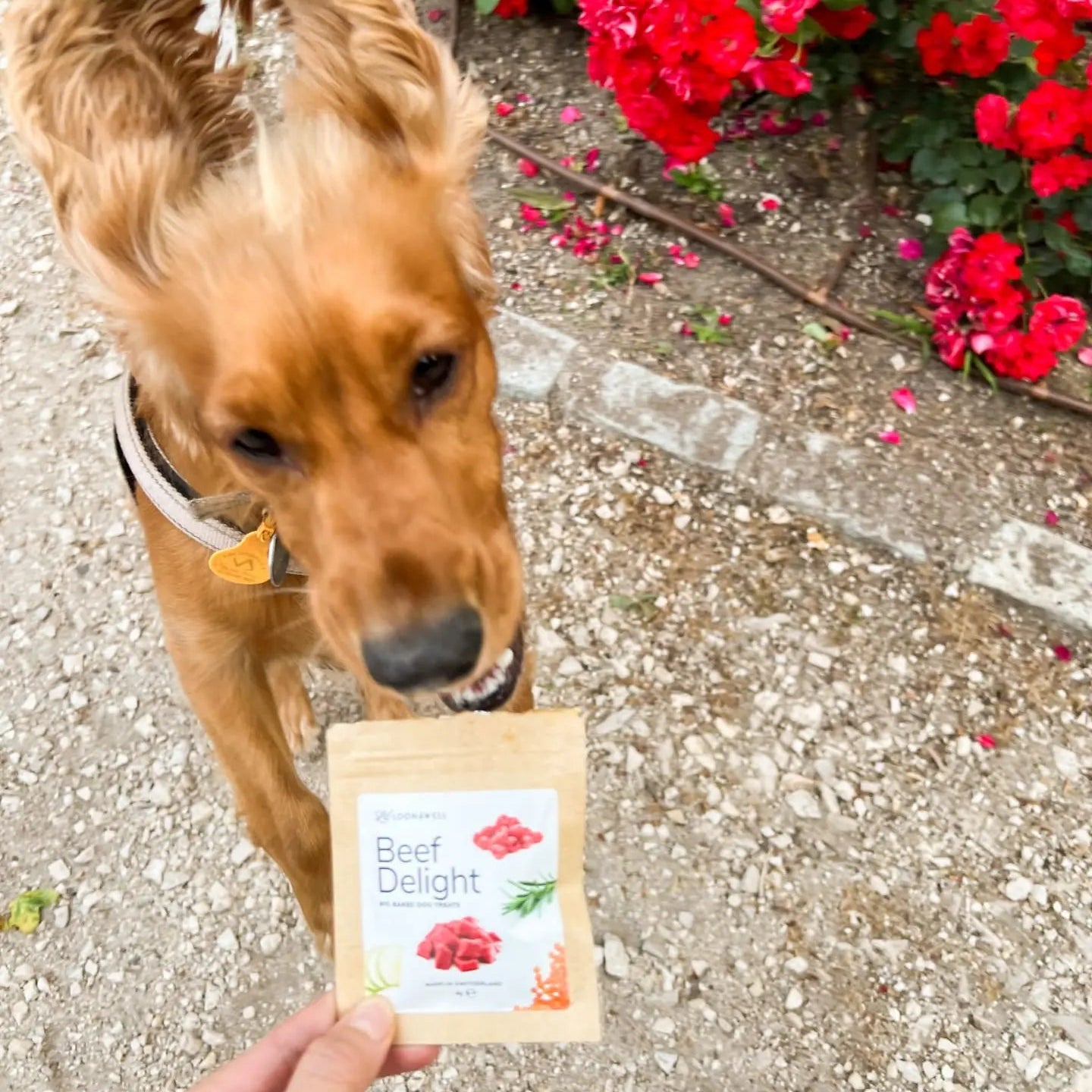 Loonawell Beef Delight Organic Baked Dog Treats, 40 g